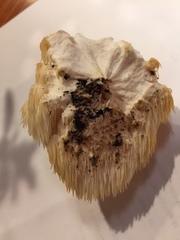 Hericium americanum
