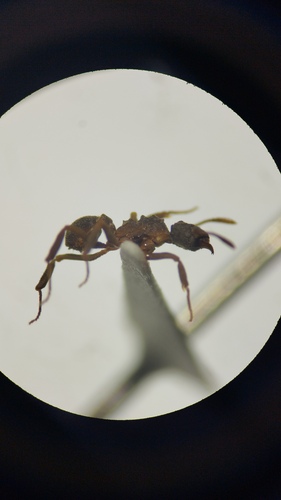 Cyphomyrmex dixus