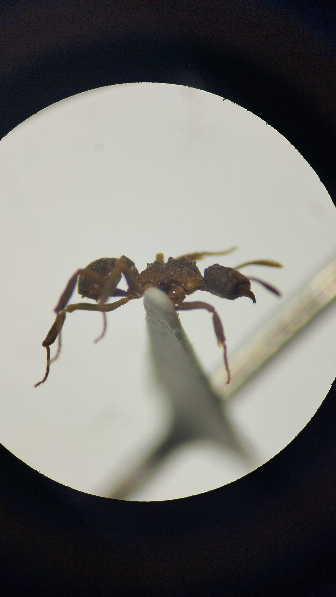 Cyphomyrmex dixus