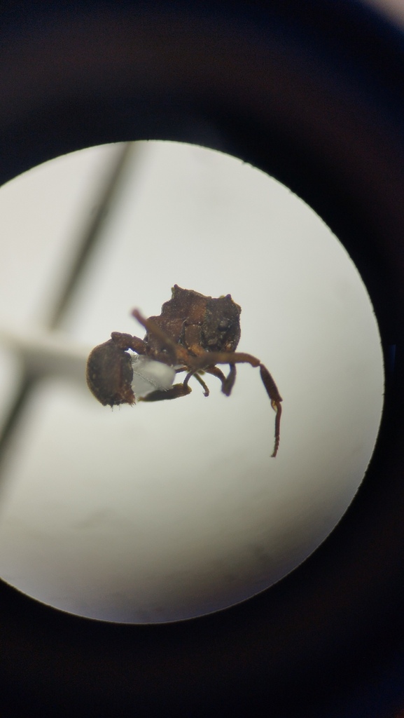Cyphomyrmex vorticis