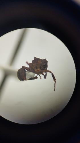 Cyphomyrmex vorticisCyphomyrmex vorticis
