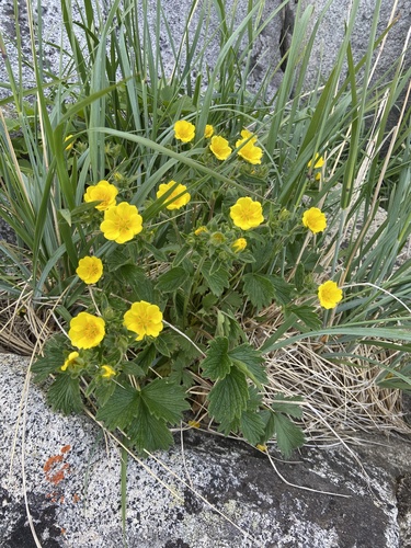 Potentilla fragiformis, photograph 1