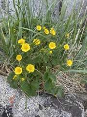 Potentilla fragiformis, photograph (c) Maria Khoreva, some rights reserved (CC BY)