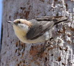 Brown-Headed Nuthatch photo 2