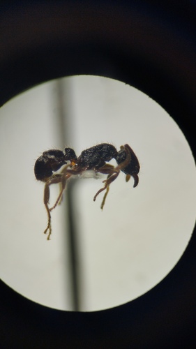 Holcoponera bisulcaHolcoponera bisulca