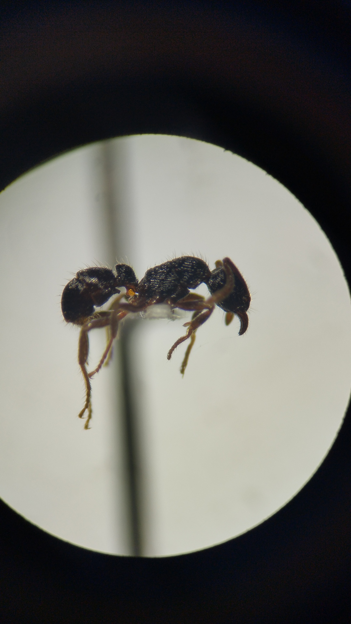 Holcoponera bisulca