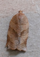 Choristoneura rosaceana