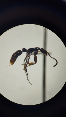 Leptogenys quadrataLeptogenys quadrata