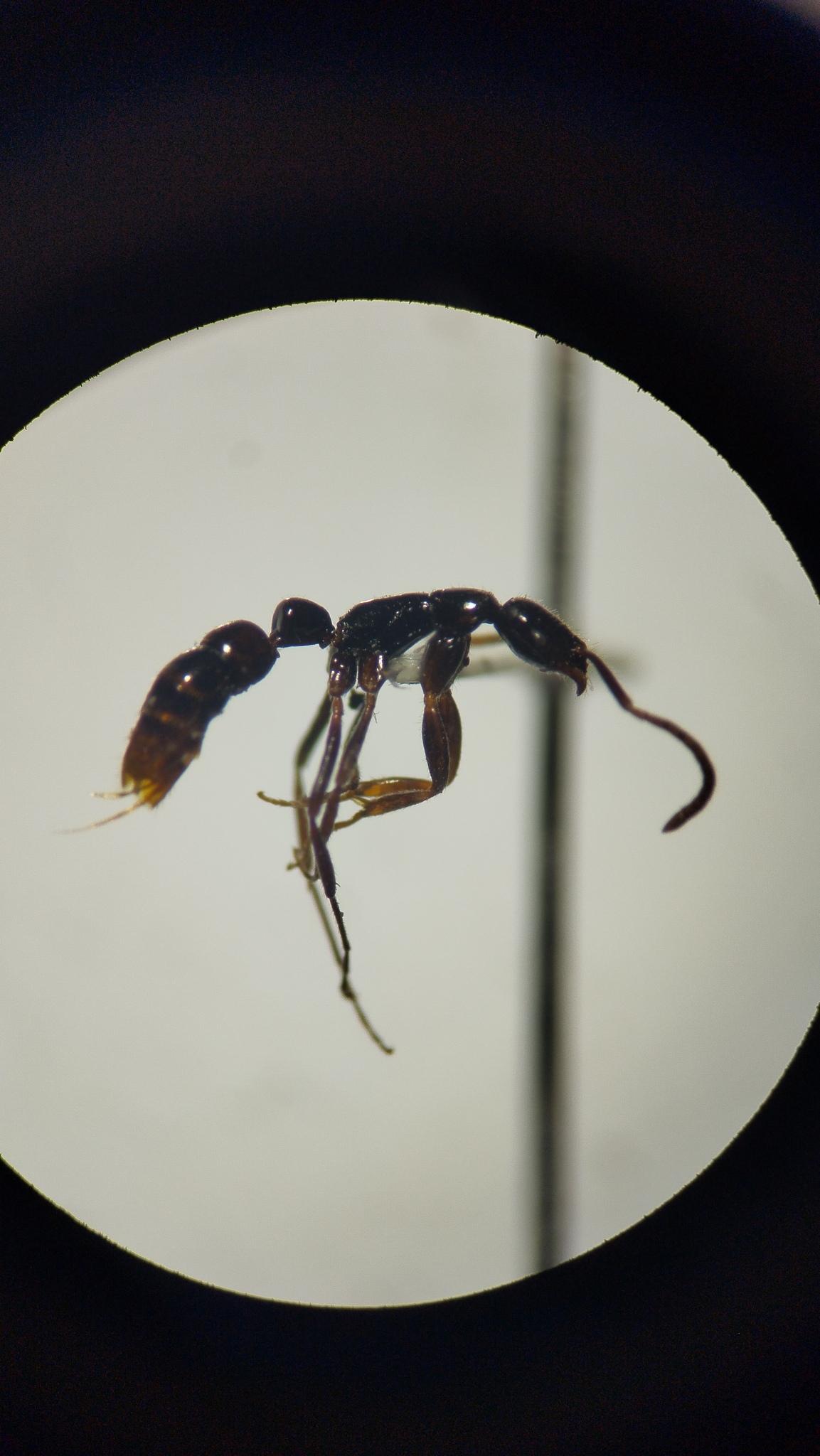 Leptogenys quadrata