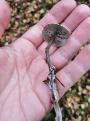 Tephrocybe rancida