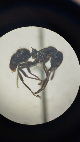 Heteroponera monticolaHeteroponera monticola