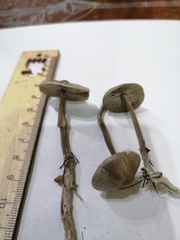 Tephrocybe rancida