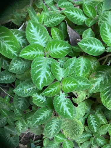 Episcia cupreata iNat (3)
