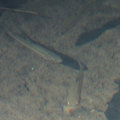 Clinostomus elongatus