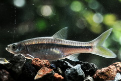 Rasbora aprotaenia