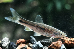 Rasbora aprotaenia