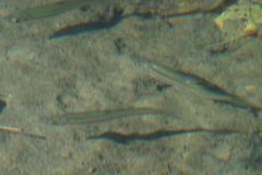 Clinostomus elongatus