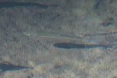 Clinostomus elongatus