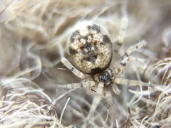 Oecobius maculatus