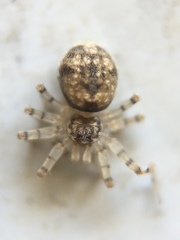 Oecobius maculatus