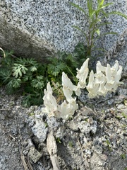 Corydalis magadanica