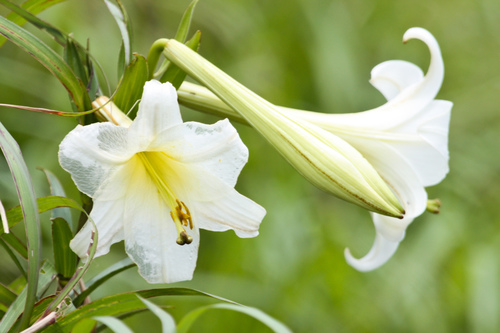 Nilgiri lily (Lilium wallichianum)
