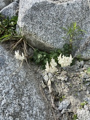 Corydalis magadanica, photograph Maria Khoreva, CC BY, iNaturalist via GBIF