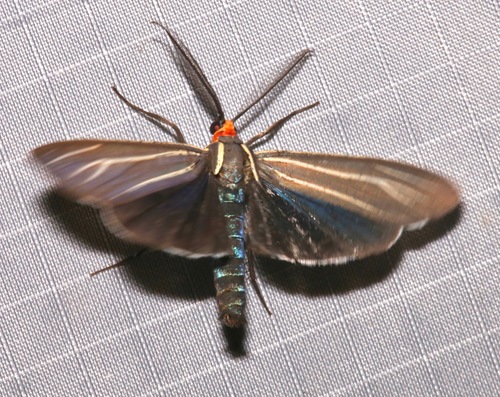 Veined Ctenucha Moth photo 3