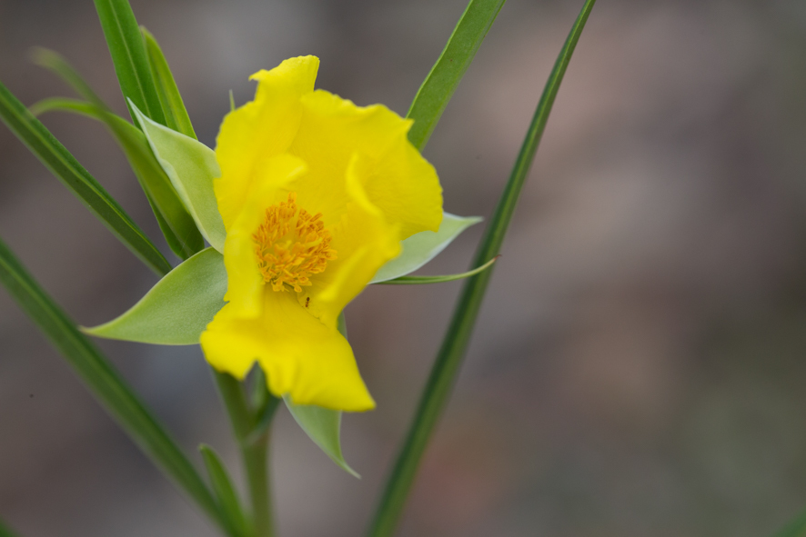 Hibbertia longifolia