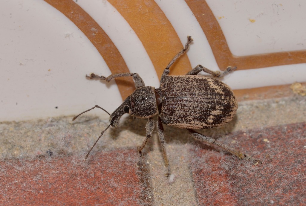 Catastygnus scutellaris