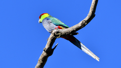 Purpureicephalus spurius