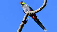 Purpureicephalus spurius