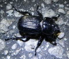 Phileurus