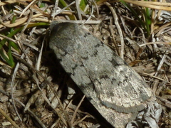 Epipsilia grisescens