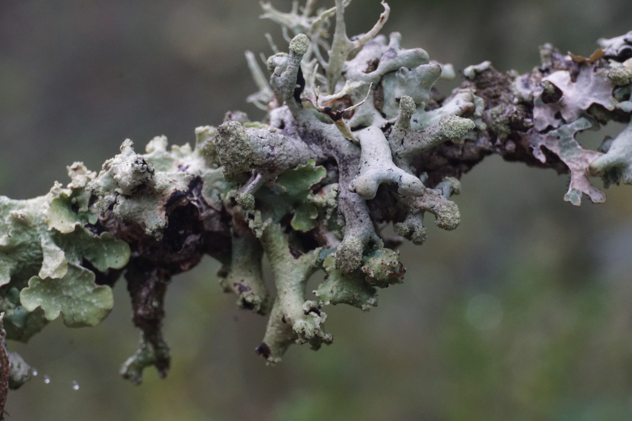Hypogymnia image