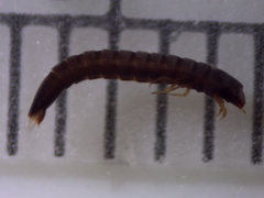 Stenelmis fuscata