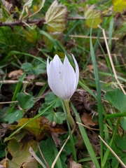 Crocus