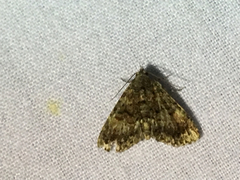 Metalectra richardsi