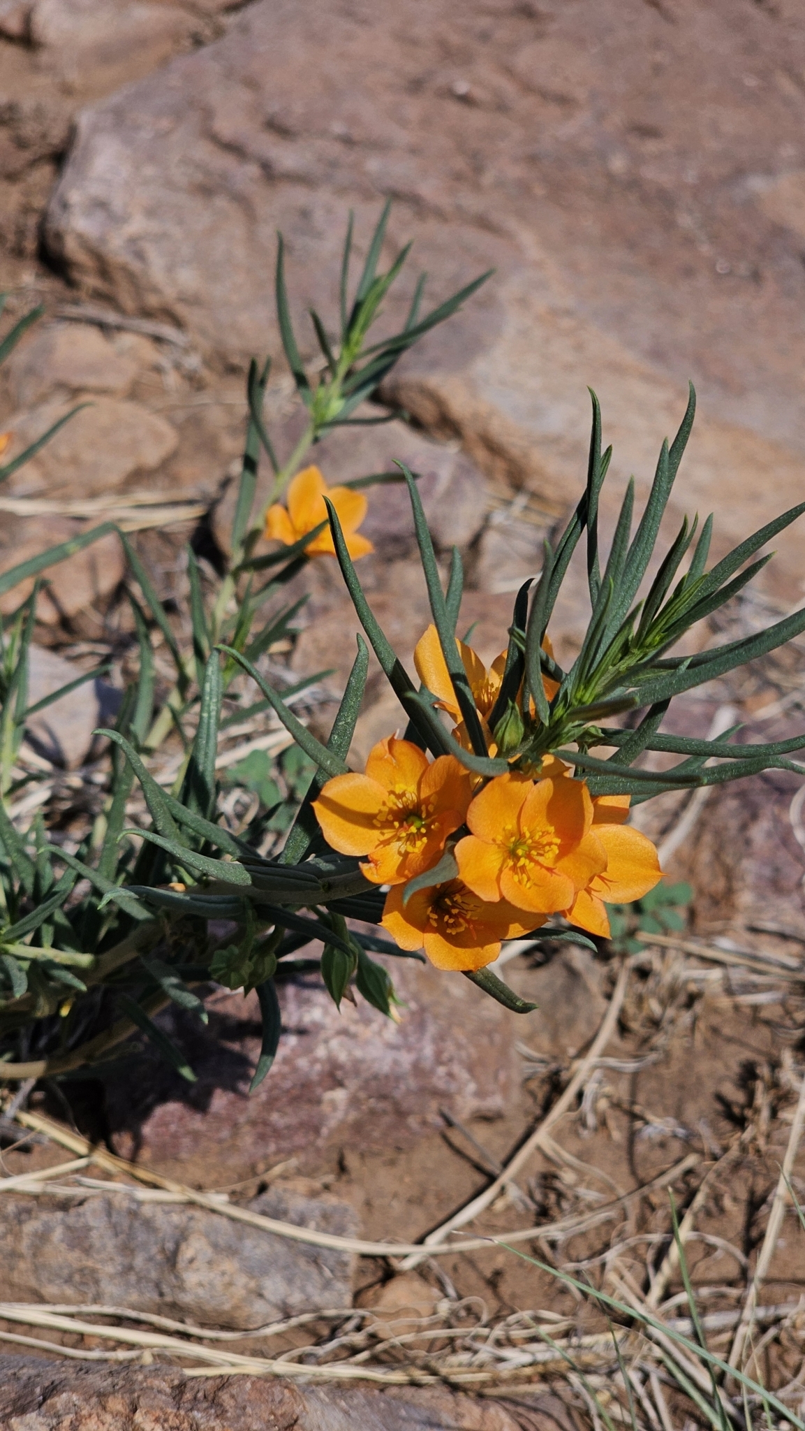 Phemeranthus aurantiacus