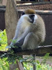 Chlorocebus aethiops