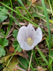 Crocus