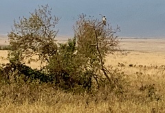 Circaetus pectoralis