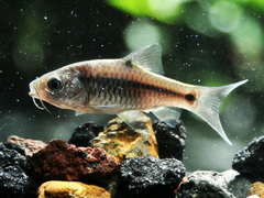 Barbodes binotatus