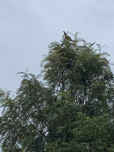 Hemprich's Hornbill