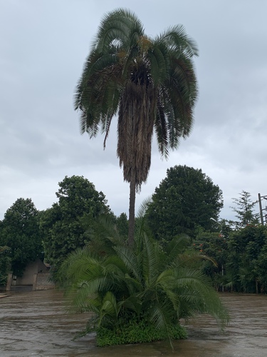 Reclining Date Palm