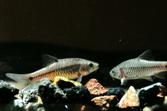 Barbodes binotatus