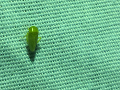 Hyalojassini
