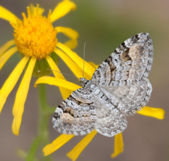 Xanthorhoe abrasaria