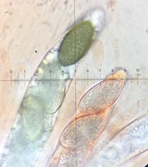 Podospora australis