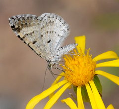Xanthorhoe abrasaria